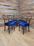 Six Mahogany Victorian Dining Chairs Balloon Back Blue Velvet Upholstered
